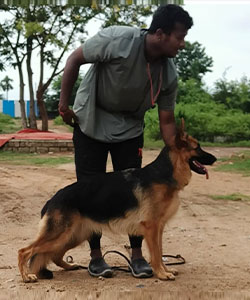 Dog Training Courses